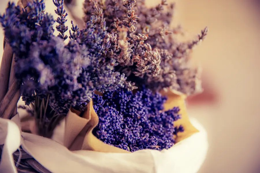 zodiac flowers with lavender flowers