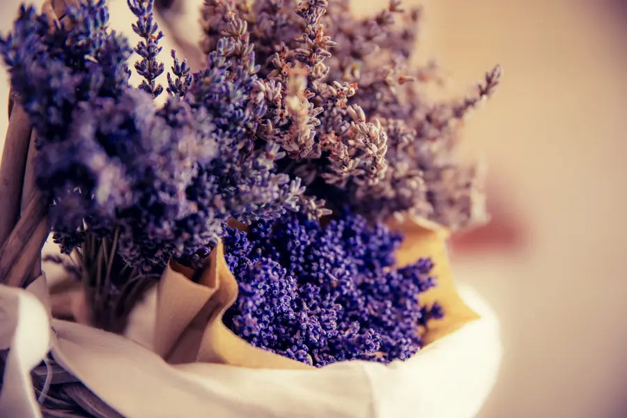 Lavender