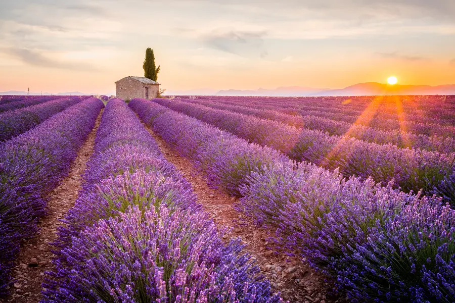 lavender meaning with field of lavender