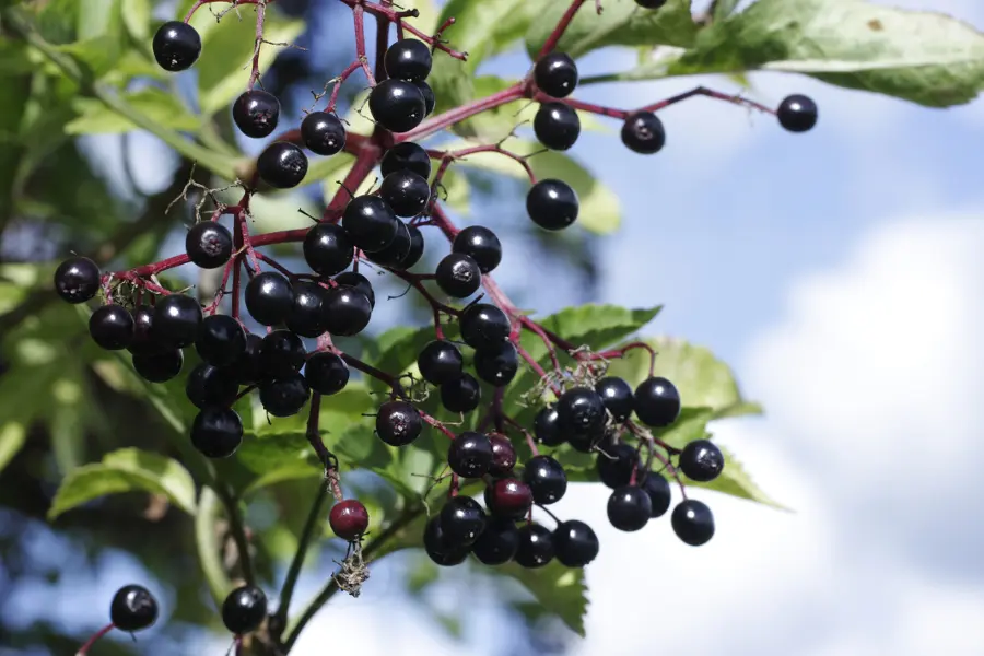 Elderberries