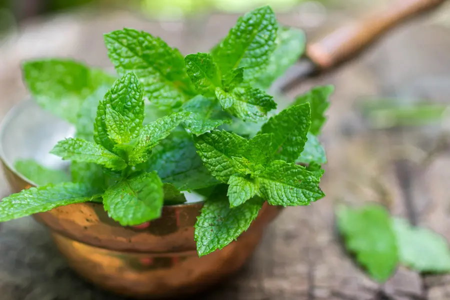flowers that repel bugs with mint plant
