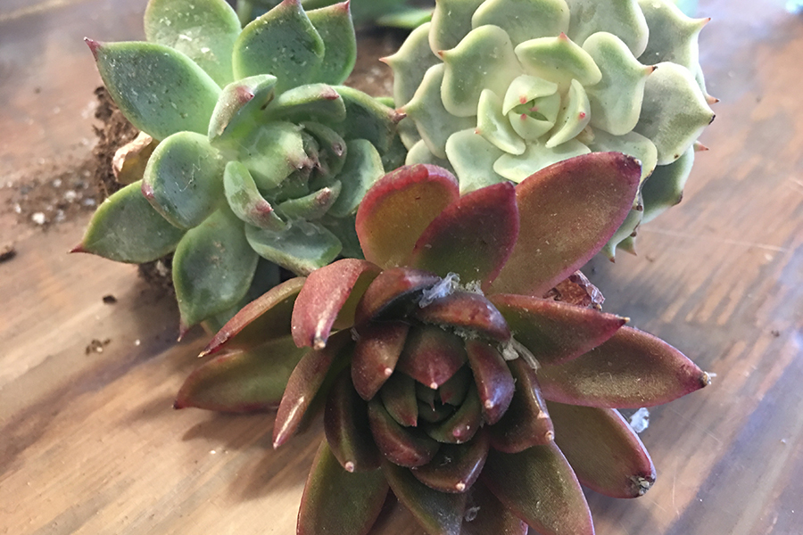 Succulent Plants