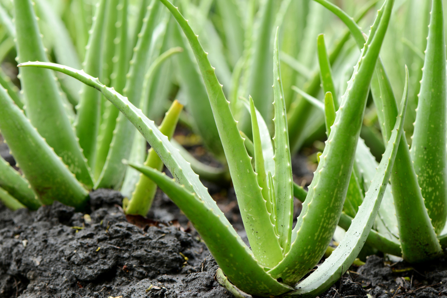 plants good for bedroom with aloe vera plant