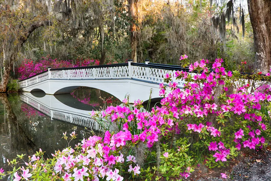 Magnolia Flowers Bridge Charleston