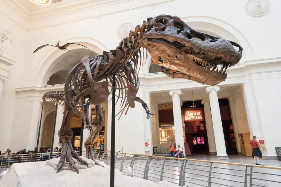 Dinosaur Skeleton at Museum