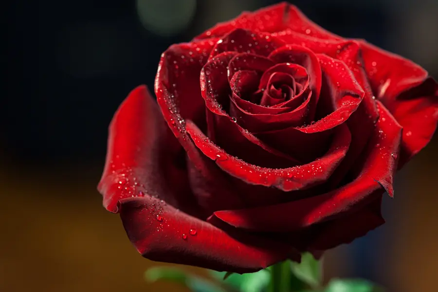 Red roses symbolize love and commitment.