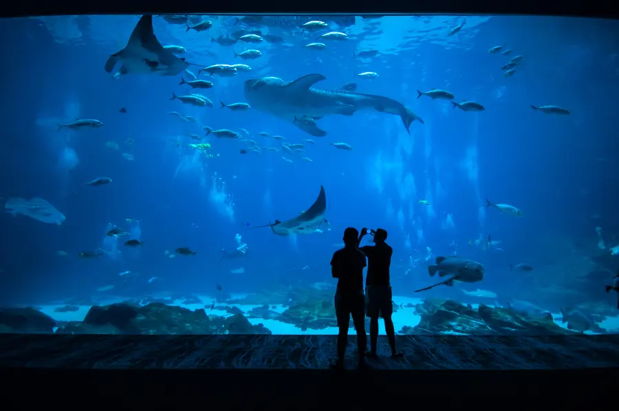Couple at Aquarium