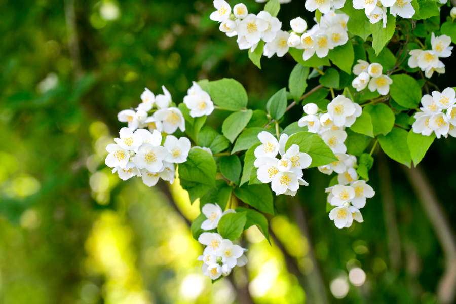 plants good for bedroom with white jasmine flower blossoms