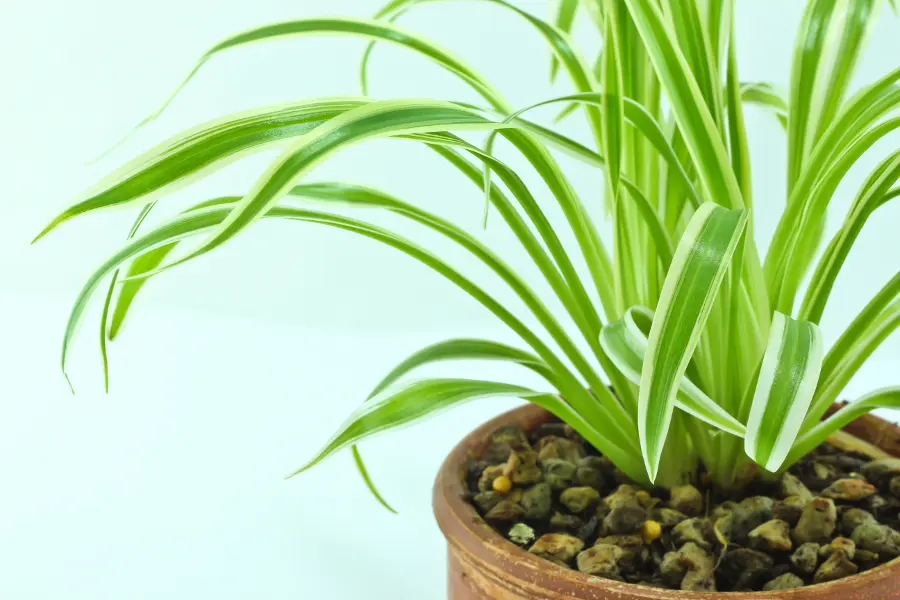plants good for bedroom with indoor snake plant