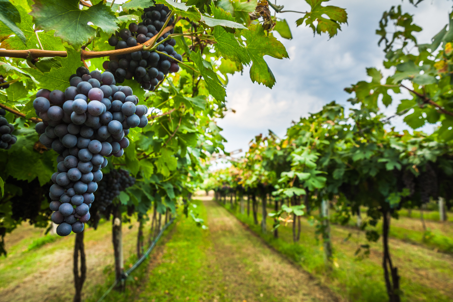 california vineyards grapes