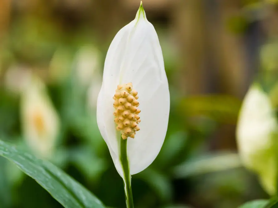 plants good for bedroom with white peace lily flower close up
