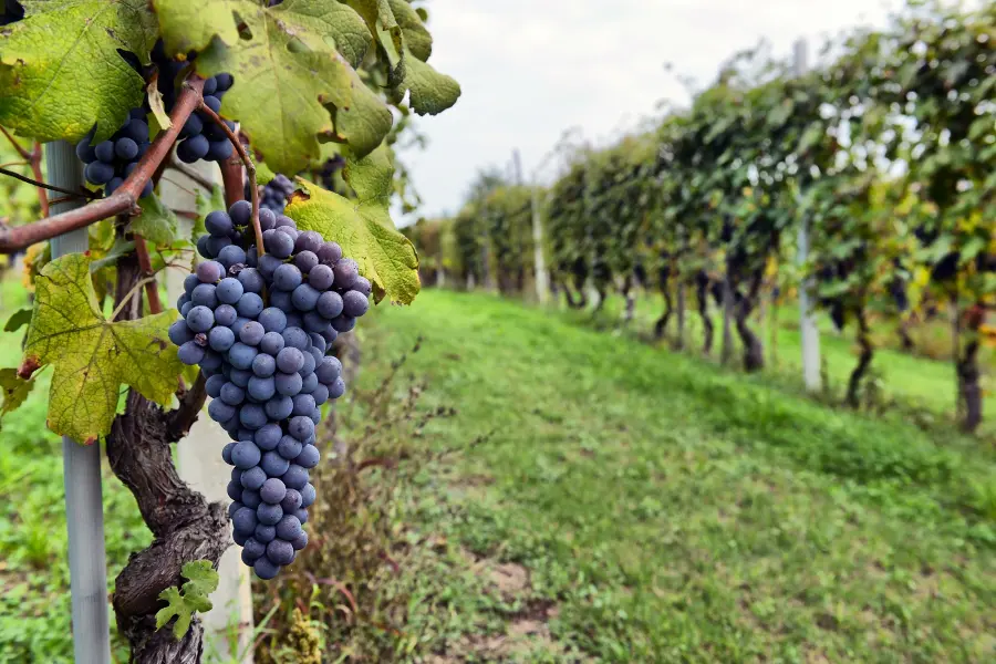 Grapes on a Vineyard