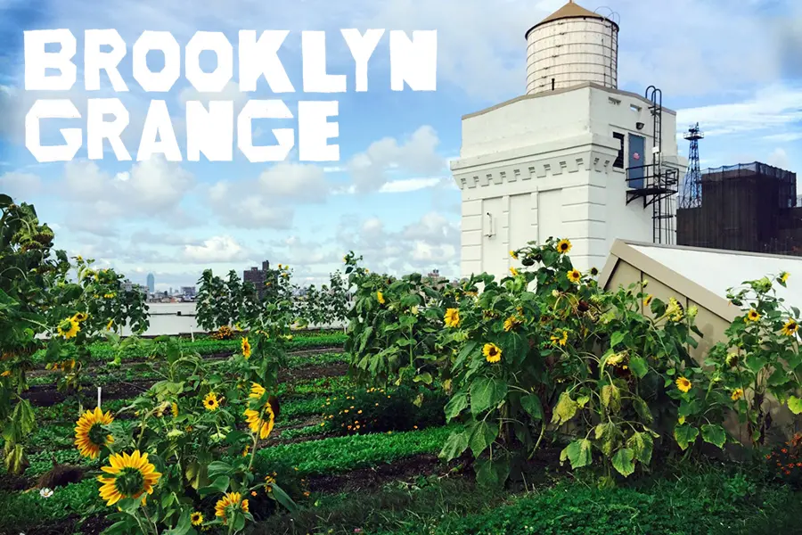 Brooklyn Grange