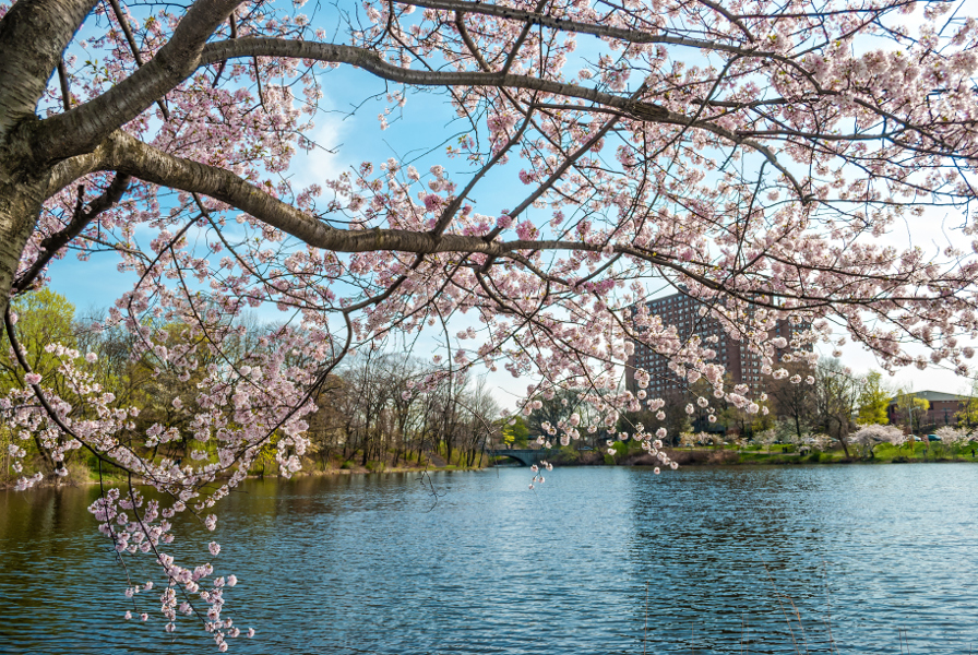 16 Cherry Blossoms Facts - Cherry Blossoms and Blossom Tree Trivia