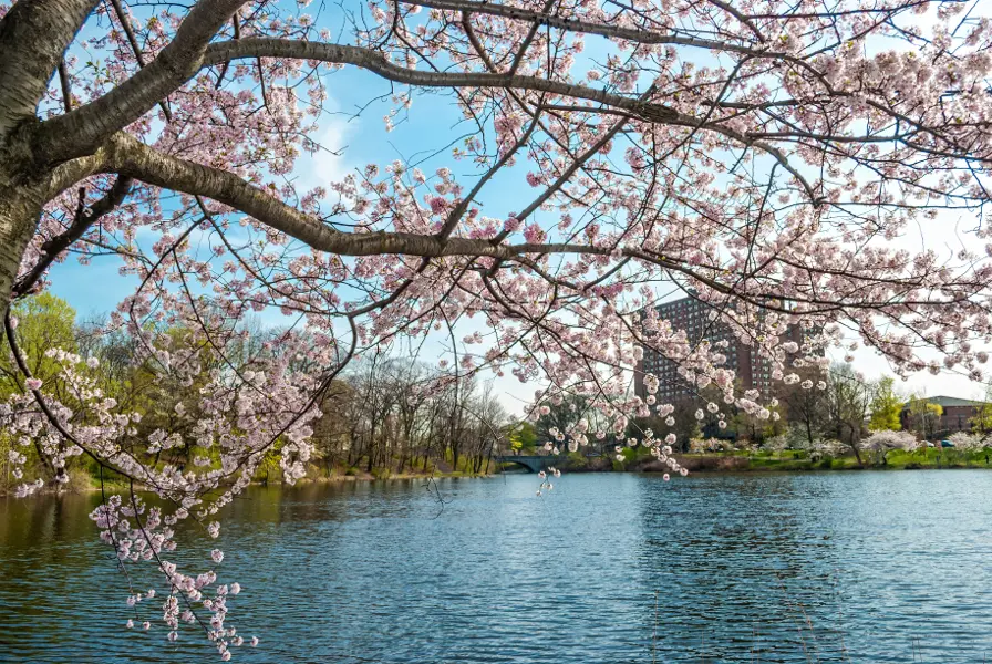 Best Cherry Blossom Festivals in the US
