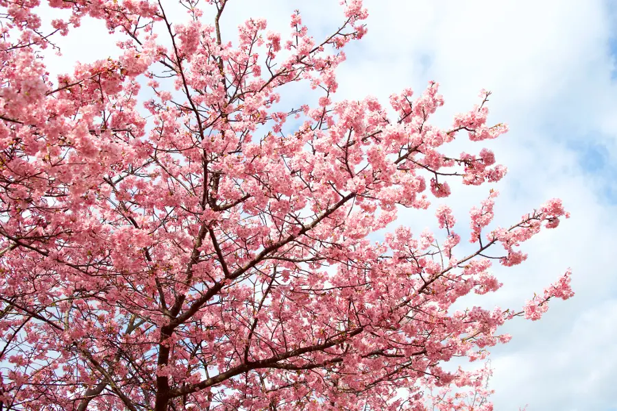 cherry blossom festivals with Cherry blossom tree