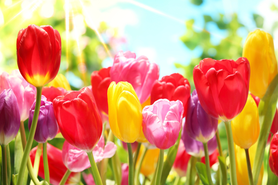 Colorful Tulips