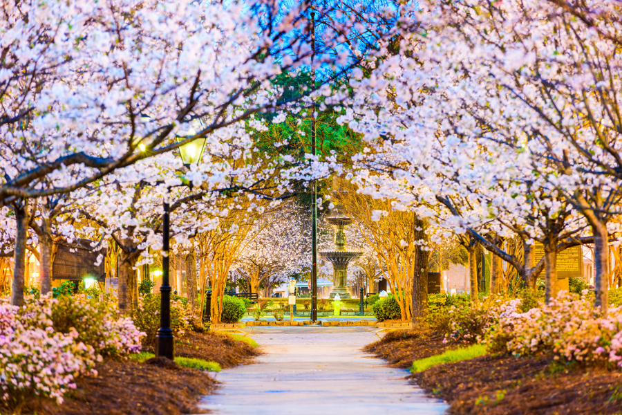 Best Cherry Blossom Festivals in the U.S. Petal Talk