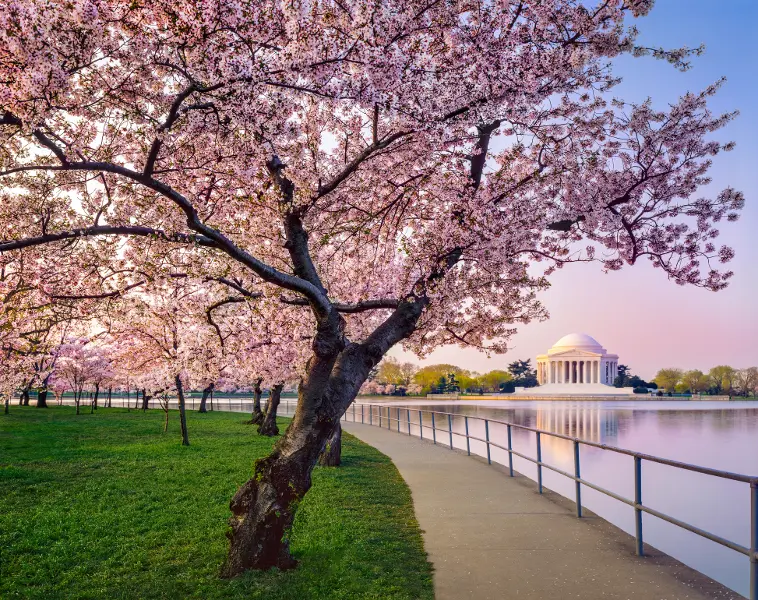 cherry blossom festivals with cherry blossom tree in Washington, D.C.
