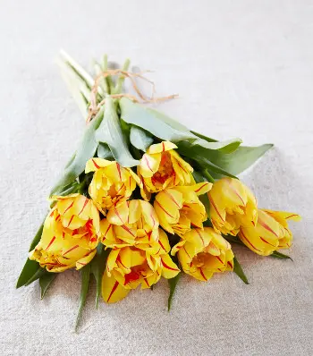 Bouquet of Monsella Tulips