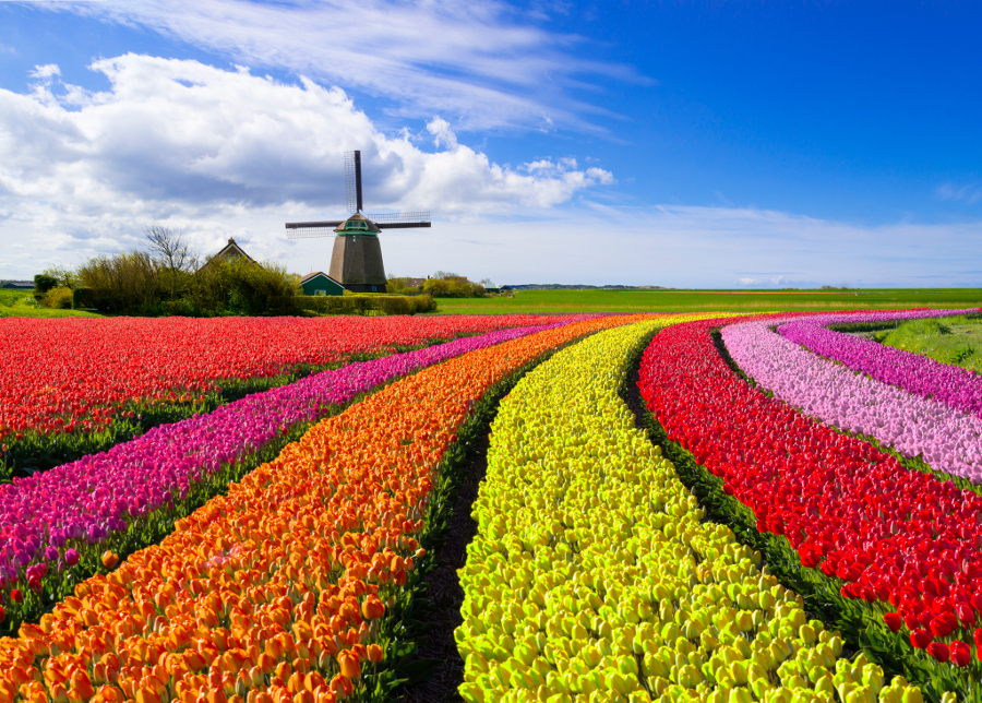 The Meaning Behind Each Tulip Color