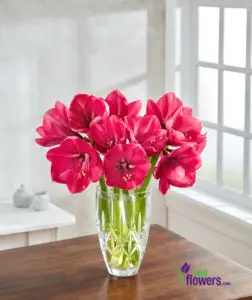 Hercules Amaryllis in a Vase