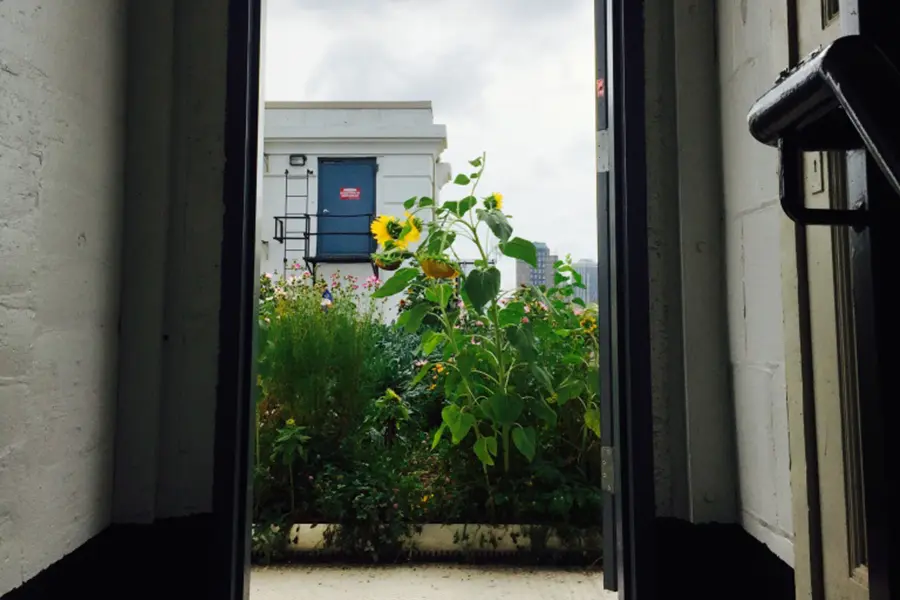 Looking Out at Sunflower