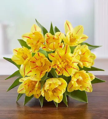 Now Blooming: Monsella Tulips