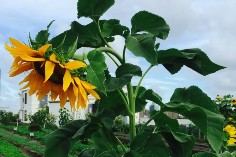 Single Sunflower