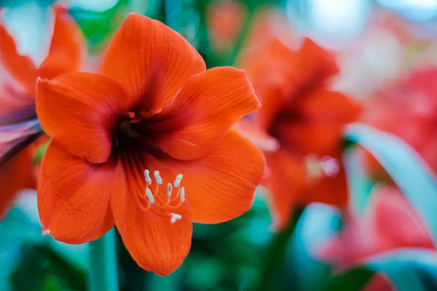 Orange Amaryllis Flower