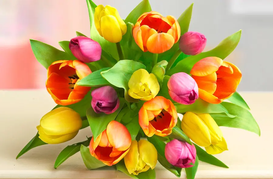 a photo of tulip color meaning with multicolored Tulips