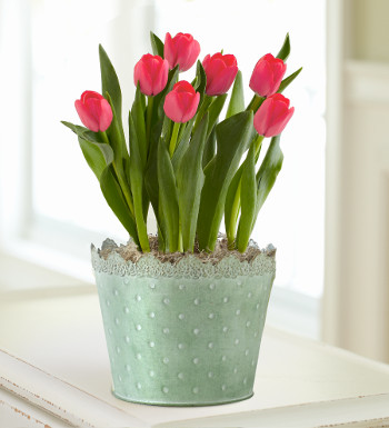 Pink Tulips