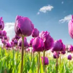 a photo of tulip color meaning with purple Tulips