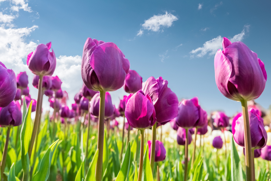 a photo of tulip color meaning with purple Tulips