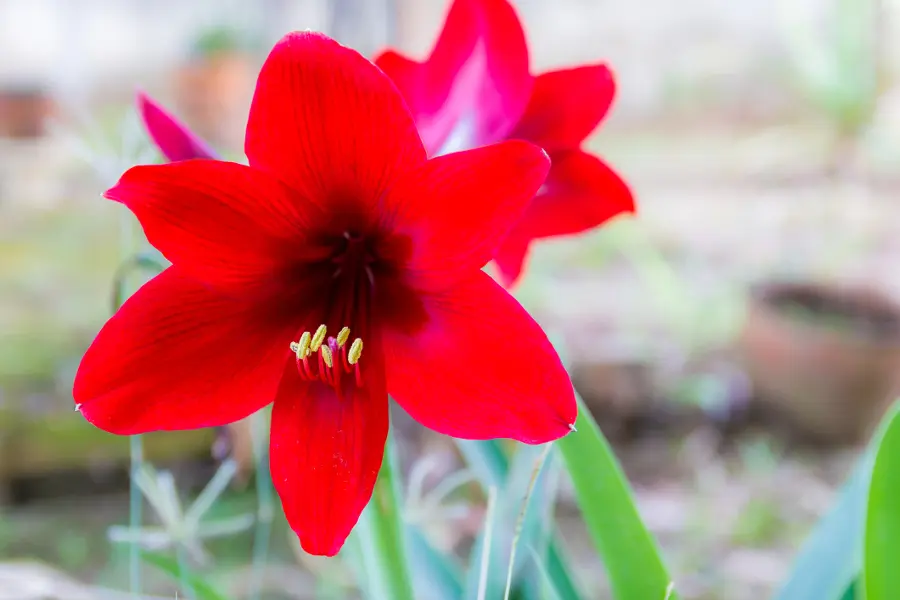 Now Blooming: Hercules Amaryllis