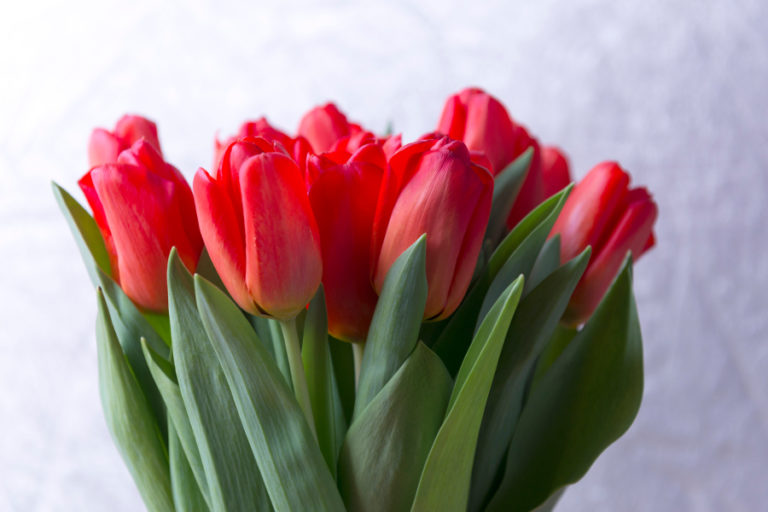 Learn All About Each Tulip Color Meaning Petal Talk