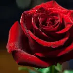 Red rose