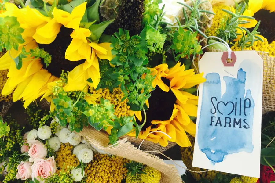 Sunflowers at Smile Farms