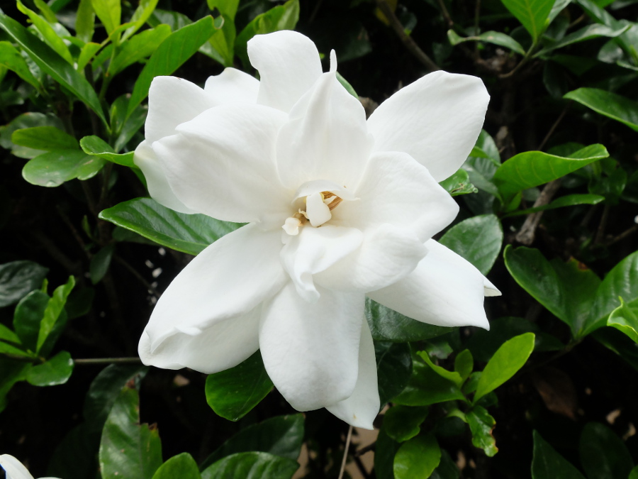 Gardenia Plant Care Tips From a Flower & Plant Expert