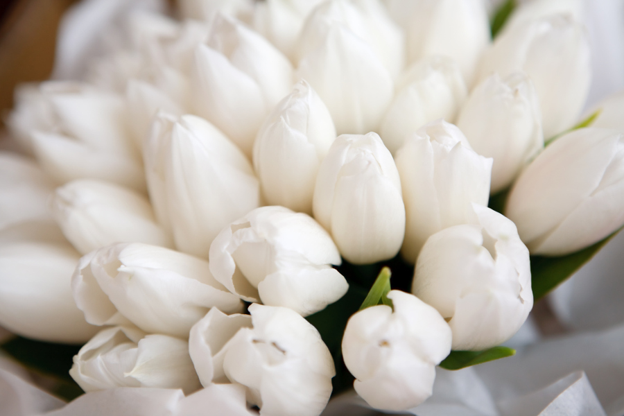a photo of tulip color meaning with white Tulips