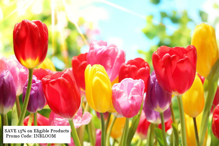 https://www.flowers.com/blog/wp content/uploads///Colorful Tulips promo