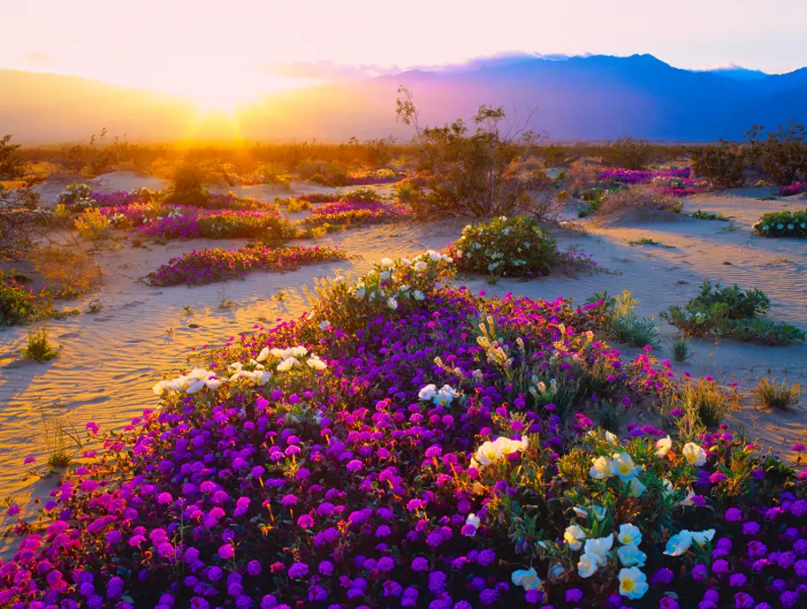 Desert Flowers Erupt in California 'Super Bloom