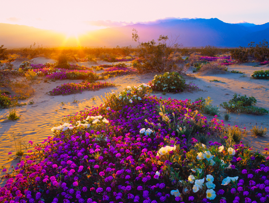 Day 31 Desert Blossoms