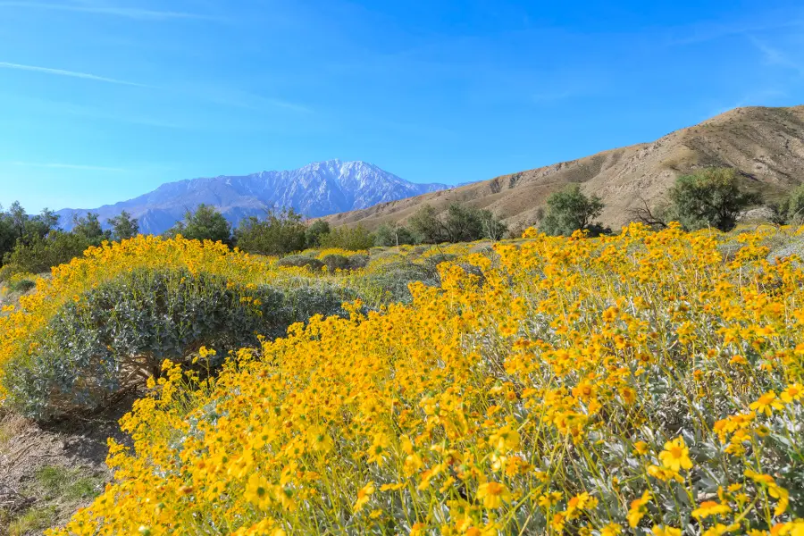 Brittlebush Blossoms