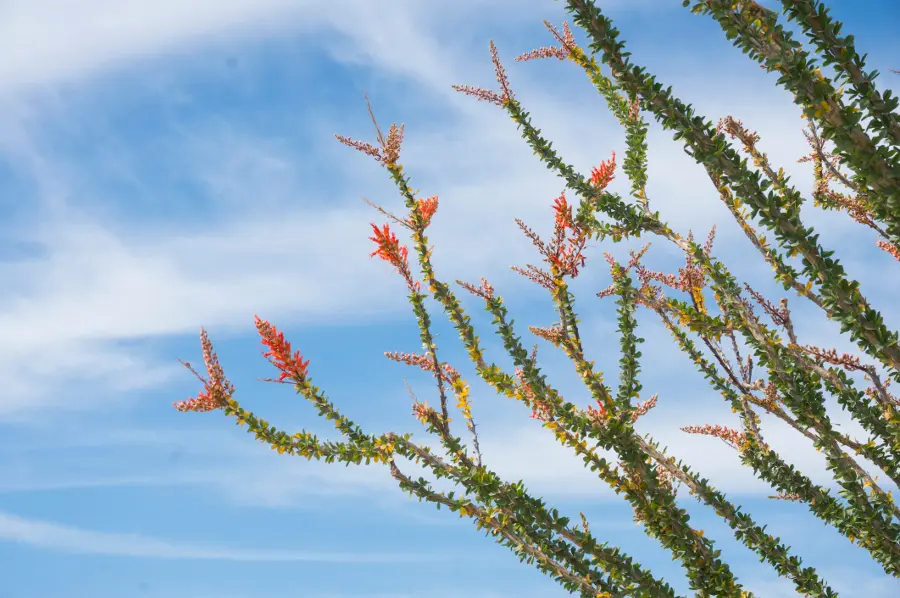 Ocotillo Blossoms