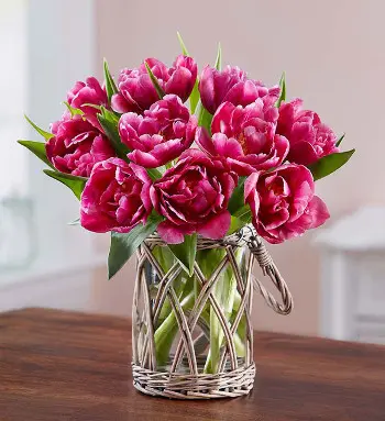 Purple Margarita Tulips