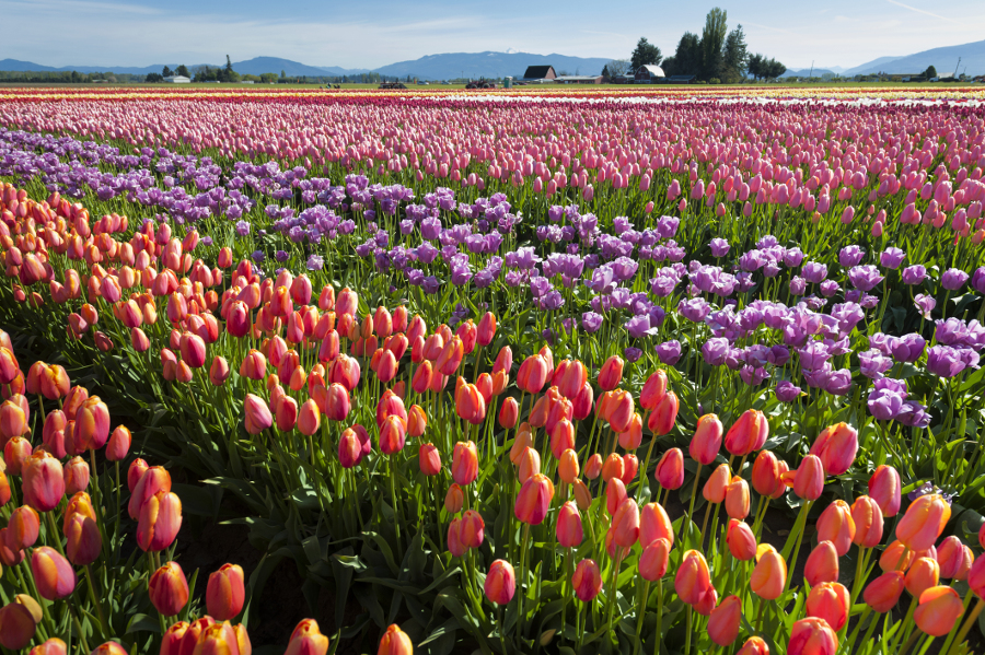 The Best Tulip Festivals in the World in 2022