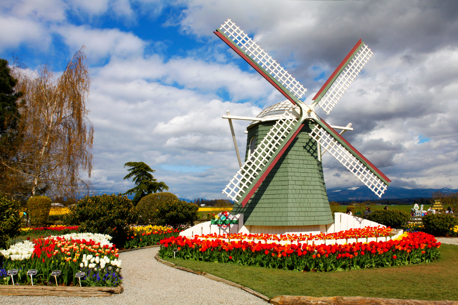 Best Tulip Festivals in the World 2017 Petal Talk