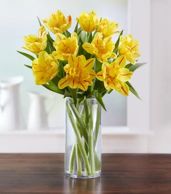 Yellow Monsella Tulips