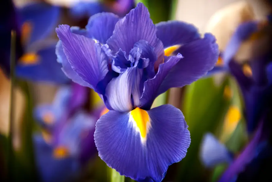 photo of wedding anniversary flowers with an iris